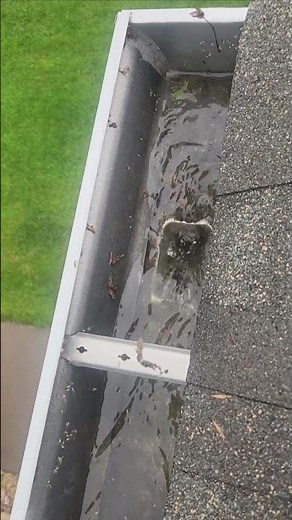 Gutter Cleaning Clearing a Clogged Downspout