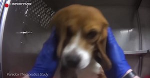 Dow Chemical responds to dog-testing undercover investigation