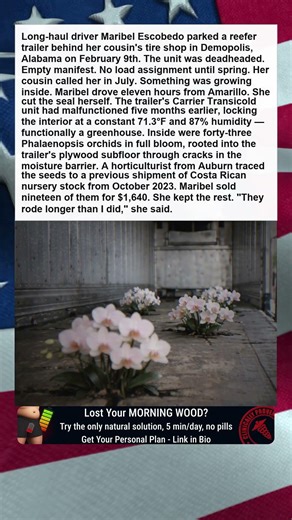 TRUCKERS FROZEN TRAILER CONTAINS LIVE ORCHIDS BLOOMING SINCE