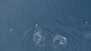 Orca calves!!! A short clip of aerial footage by Hugh from our encounter with the 27s Orcas in Yell Sound, Shetland earlier this week. Great to see the two calves born in 2022 and 2024 alongside their mothers.🖤 🤍 More on our award-winning and unrivalled wildlife tours with the best naturalist and birding guides in Shetland at http://www.shetlandwildlife.co.uk/holidays/wildlife.htm | Shetland Wildlife