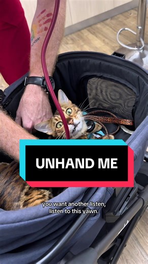 I can’t believe that happened. They took me to the vet. Summer time Santa mo-lested me. Ludicrous. #bengalcat #vetvisit #cat #vet #bengalcat