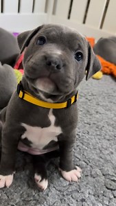 This is Skye, the adorable little blue Staffy puppy… and she has fully mastered the ancient Staffy art of winning cuddles 😍🐾 We’re talking the full repertoire: ✔️ Staffy foot stomps ✔️ Tiny whimpers ✔️ Big blue puppy-dog eyes ✔️ Gentle licks ✔️ And the “please cuddle me” stare Honestly… how can anyone resist? It is totally impossible. And when I asked her if she wanted cuddles, I am 100 percent certain she nodded 😂💙 If you’ve ever been Staffy-charmed like this, you’ll understand completely. 
