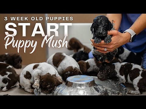 Weaning Puppies - Making Puppy Mush For 3 Week Old Puppies