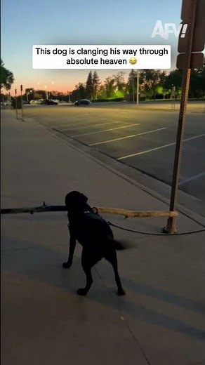 This dog is clanging his way through absolute heaven 😂
