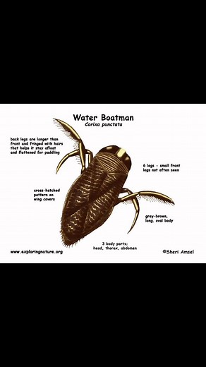 Its that dreaded time of year that the Water boatmen will be coming to a Pool near you These little suckers feed on microscopic algae spores in your pool even if its clear and sparkling There are a few things you can do to slow these little suckers down 1. Give the Pool a Chlorine Shock to kill off their food source (Microscopic Algae Spores that you can not see) No Food No Bugs 2. Keep pH levels in check 7.4-7.6 is ideal so your chlorine works more efficiently 3. Scoop the little suckers out wi