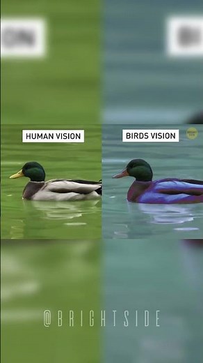 How animals see the world 🌍