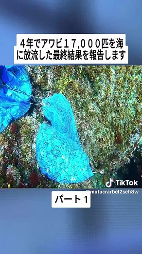 アワビ17,000匹放流の最終結果報告