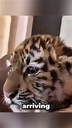 This Man Rescued a Tiny Cub. What It Grew Into Will Shock You! 🐾✨ #amazinganimals #babyanimals