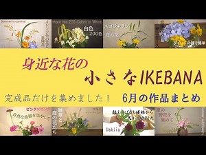 【生け花】６月のお花総集編🐌夏前の庭や野の花達を振り返り😊見るだけの癒し時間🎵リラックスタイムのお供にどうそ☕