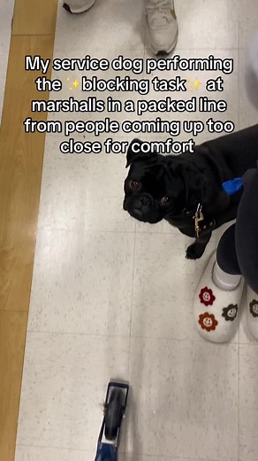 Small Service Dog Excels at Blocking Task