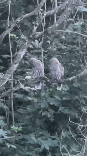 Family of Barn Owls Hanging Out in My Backyard 🦉 #owl