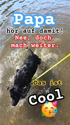 🤪😱 Papa hör auf mit dem Unsinn🥳😂 Nee, Ok, mach weiter, macht Spaß. #welpenerziehung #labradorwelpen