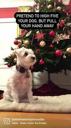 How to teach your dog to WAVE 👋 | Dog Training with Bella