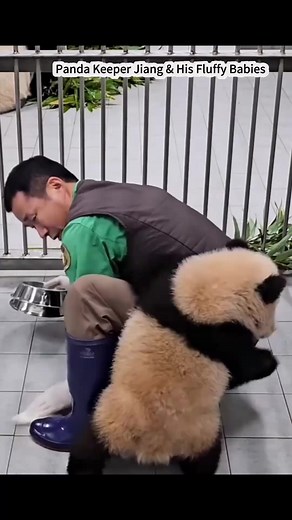 Panda Keeper Jiang and His Fluffy Baby Pandas: Heartwarming Moments