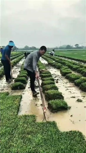 Harvesting turf grass neatly on wet fields with high precision technique