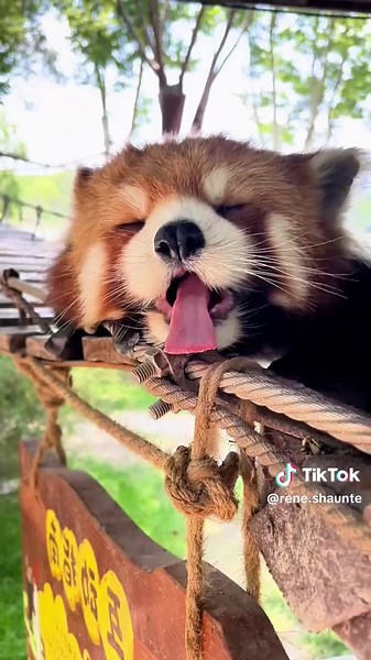 Red Panda Cuteness Overload