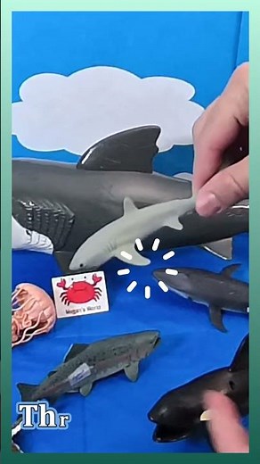 3 Ocean Hunters: Salmon, Thresher Shark, Orca Facts! 🤯
