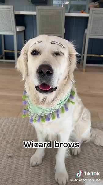 Whose Brow Is Best? Funny Dogs Do the Eyebrow Challenge!