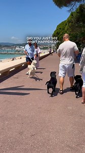 After raising three Staffies, I’ve noticed one of the most common reasons why dogs end up fighting on the street. And it’s not because “boys don’t like boys” or “girls don’t like girls.” And it’s not just about their personality or some past trauma. It usually goes like this: A dog is curious about another dog. He wants to approach and say hi. The owner, trying to avoid problems, pulls the leash tight — so tight that the dog ends up standing on his back legs. In dog language, that posture is alr