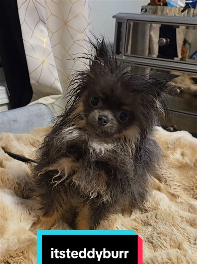 teddy after a bath lol #viral #fyp #puppy #cute #trending | puppies
