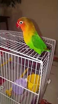 Inséparable fischer: comment leur donner la friandise , récompense