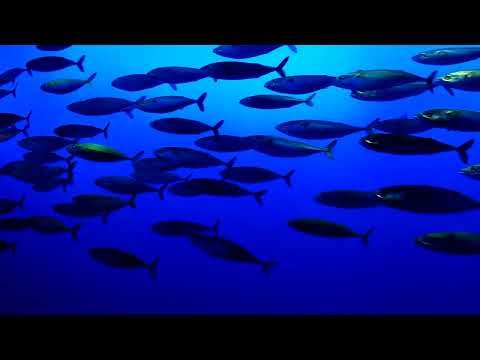 School of Pacific Mackerel Swimming