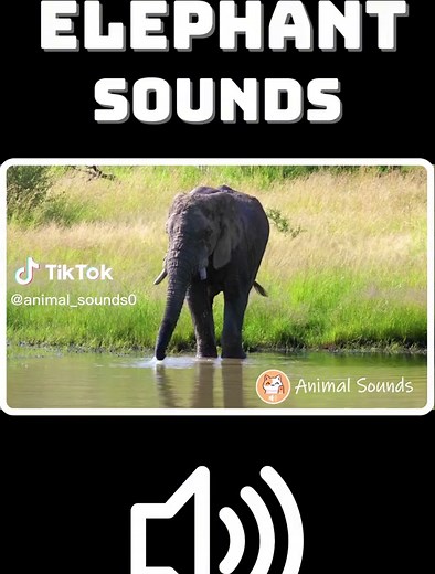 Elephant Sounds: Sound Effects of Elephants