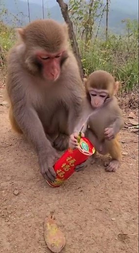 monkey, animal world, funny, wild animals up close, boo firework surprise video