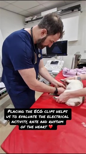 ❤️HEART MURMURS ❤️ Have you been told your pet has a heart murmur at a recent health check? Heart murmurs can lead to heart failure, often with the early stages of the disease having no clinical signs. Because of this, early detection and monitoring can be very useful to monitor for early changes. Studies have shown that early intervention in heart failure can extend the period of time before animals become unwell by up to 18 months or more! With this in mind, we are now offering heart murmur sc
