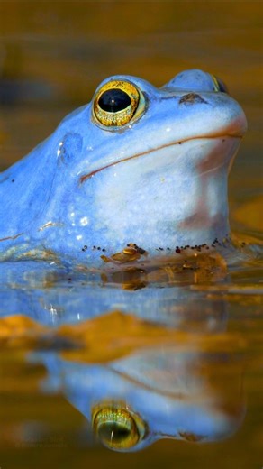 American Lily Pond 🐸 Peaceful Frog Sounds for Deep Focus, Sleep & Tinnitus Relief