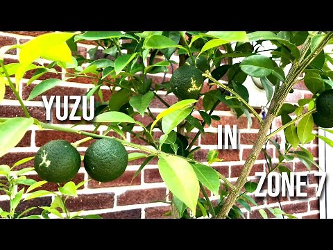 Planting Yuzu & Sudachi in Cold Climates - Will They Survive? An Experiment