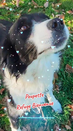 🚨Poupette est réservée 🚨 Rappelez-vous cette magnifique jeune Border Collie que nous avons recueillie après des semaines d'errance entre plusieurs communes. ​Malgré nos diverses publications et recherches intensives, personne ne l'a réclamée ni même recherchée. Son histoire avant le refuge reste un mystère, mais ce qui est certain, c'est qu'elle mérite un avenir rempli d'amour. Elle est désormais proposée à l'adoption ! ​Nous recherchons pour cette beauté une nouvelle famille aimante et respon