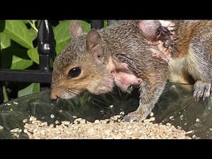 Squirrel Bot Fly Warble on Face FYV