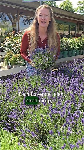 Lavendel-Pflege für Anfänger! So pflegst du die blühfreudige Pflanze richtig!