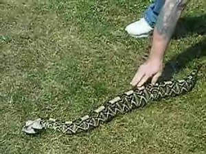 Gaboon Viper
