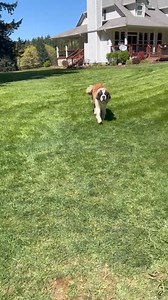 Idaho Saint Bernard Rescue on Reels