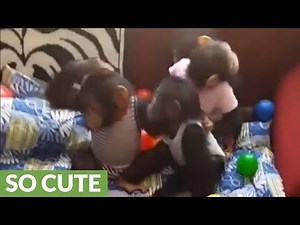 Cute baby chimps adorable play with each other