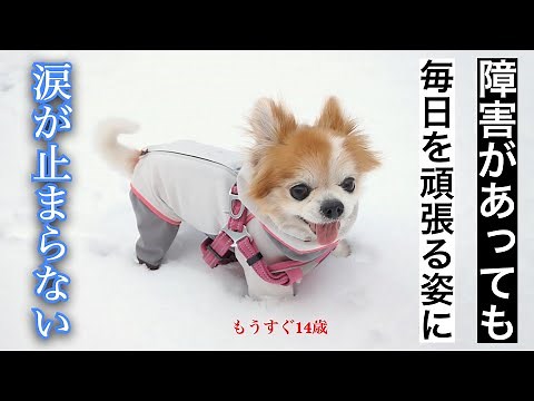 Choppy, the old dog, runs around energetically even in the snow