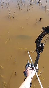 Point blank shooting 🤘🏻 @fatalimpactguidedbowfishing Waited for the perfect shot 🏹🐟 #bowfishing #bowfishingzone #fatalimpactbowfishing #oneidaeaglebows #muzzybowfishing #outdoors #baa | Bowfishingzone