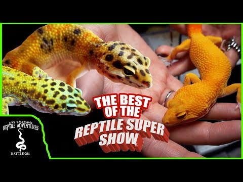 THE BEST LEOPARD GECKOS AT THE POMONA REPTILE SUPER SHOW!
