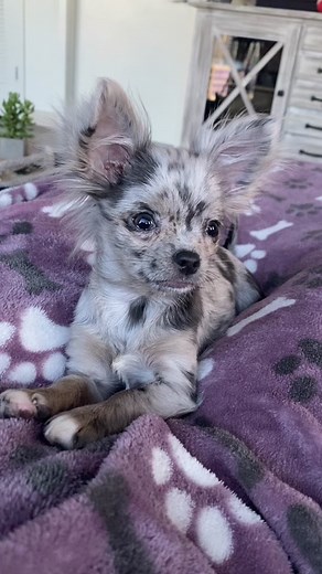Adorable Blue Merle Chihuahua Puppies Compilation