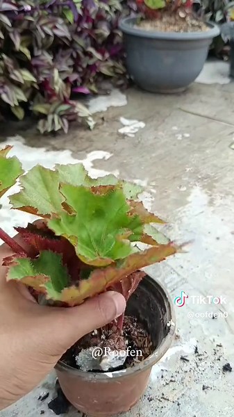 Propagate Begonias with Tuber Cuttings