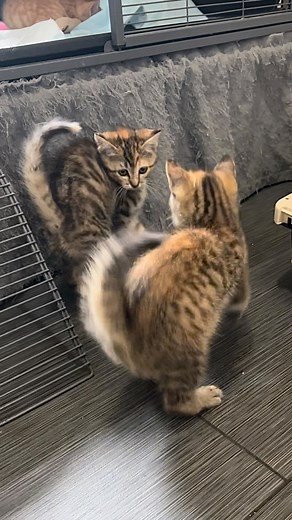 Devin Bennett on Instagram: "Put a little BOUNCE in your Friday!! 😻 This litter of kittens loves to “Halloween cat” aka the silly arched back jumping move 😂 Apply to pre-adopt today with the application in my profile bio!"