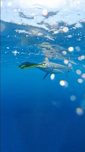 The Fish Everyone Wants To Catch, But Not Everyone Can #oceanlife #sportfish #marlinfishing