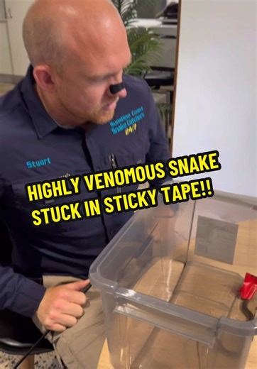Rescuing a Venomous Eastern Brown Snake from Tape