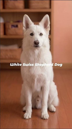 White Swiss Shepherd Dog | The Gentle White Wolf of the Alps