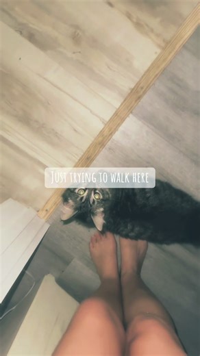 Meet Goose, the kitten who thinks my feet are a playground… just trying to walk here! 🐾🤣 #SillyKitten #FunnyCats #CatLovers #KittenAntics #GooseTheKitten