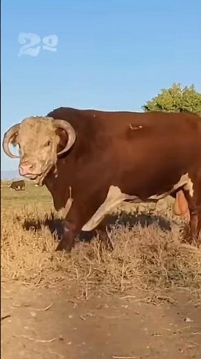 VOCÊ SABIA SOBRE O GADO HEREFORD