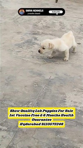 #labradorretriever Puppies For Sale #dogbreed