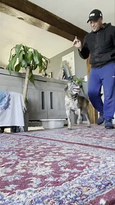 Les sentiments des chiens décodés ! MALGRÉ SA RÉTICENCE AUX MÉDICAMENTS GUN L’ACCEPTE POUR FAIRE PLAISIR… UNE AMOUR CETTE ADORABLE CHIENNE ! | La Méthode Gun